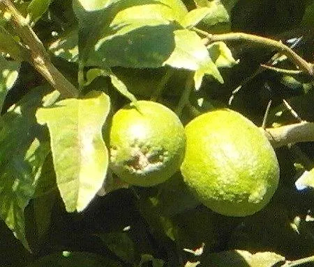 Lura فندق مبيت وإفطار 3*