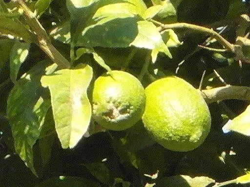 Lura Couette-café 3*